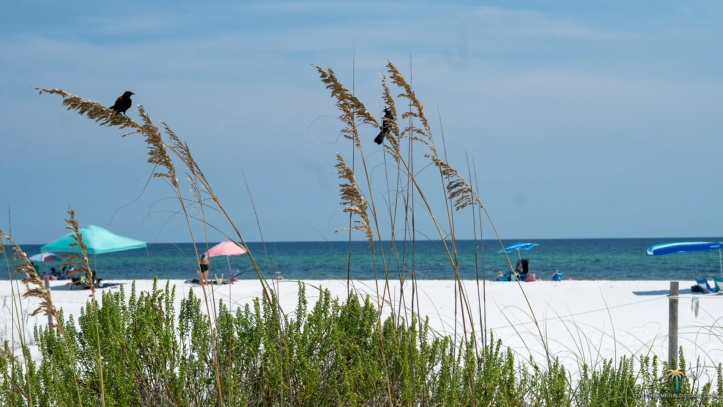 Red winged blackbirds perched on sea oats above the beach at Navarre Beach, Florida