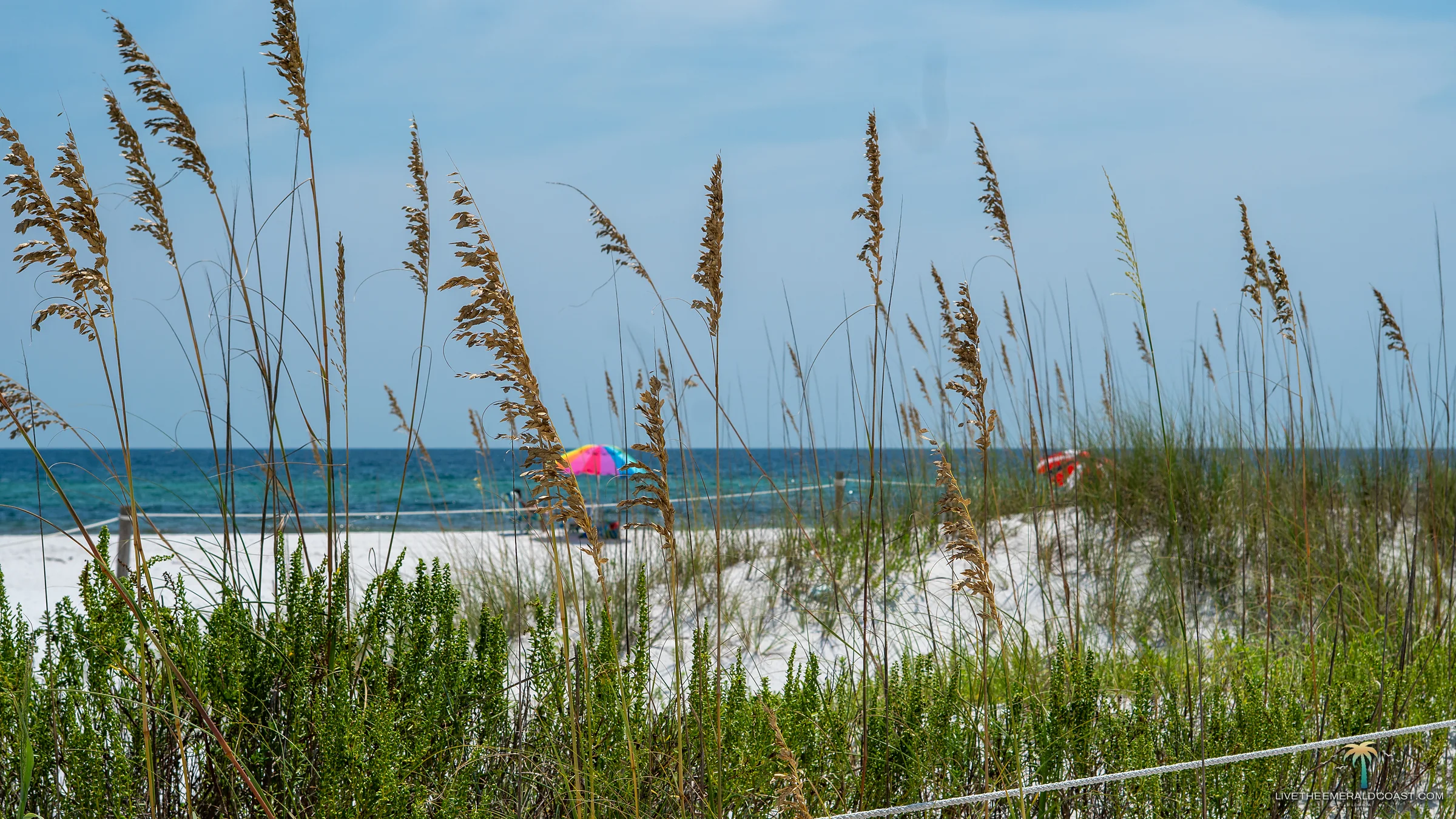 Sea oats in the foreground with beach umbrellas along the shoreline at Navarre Beach