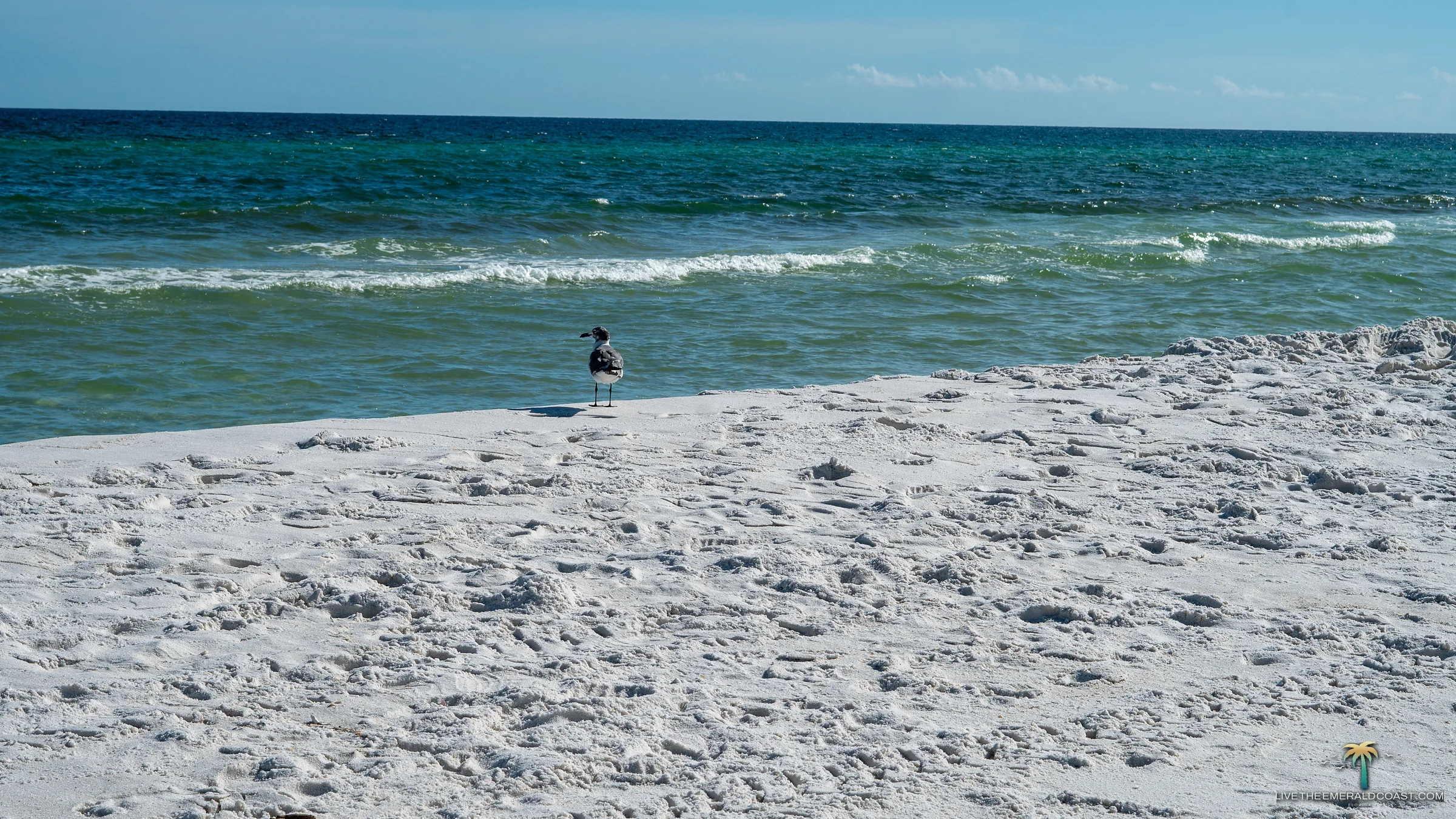 A laughing gull on the white sand at the edge of the emerald water at Navarre Beach, Florida